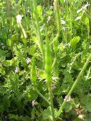 Raphanus raphanistrum landra