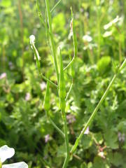 Raphanus raphanistrum landra