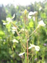 Raphanus raphanistrum landra