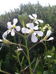 Raphanus raphanistrum landra