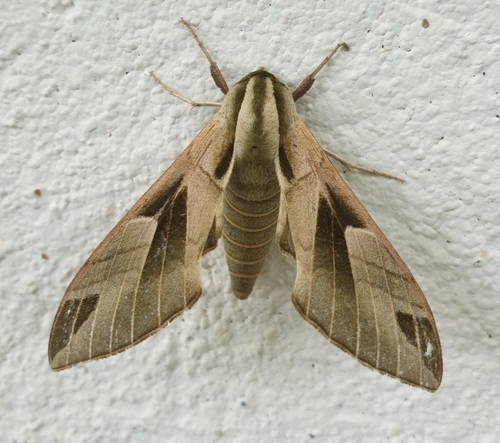 Leptoclanis