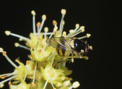 Graptomyza flavicollis