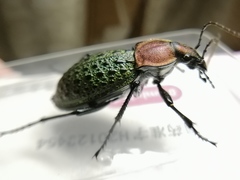 Carabus elysii