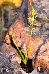 Bulbine praemorsa