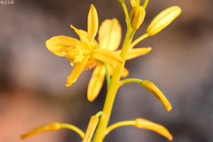 Bulbine praemorsa