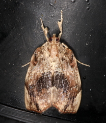 Crocidolomia suffusalis
