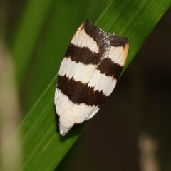 Zonopetala divisella