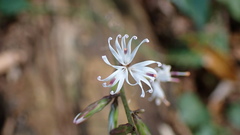 Ainsliaea macroclinidioides