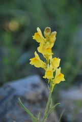 Linaria pedicellata