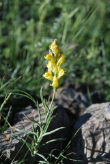 Linaria pedicellata