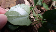 Ainsliaea macroclinidioides