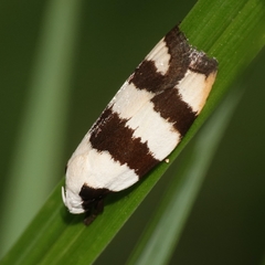 Zonopetala divisella