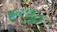 Ainsliaea macroclinidioides