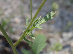 Coincya monensis cheiranthos