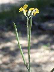 Coincya monensis cheiranthos