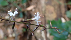 Ainsliaea macroclinidioides