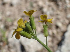Coincya monensis cheiranthos