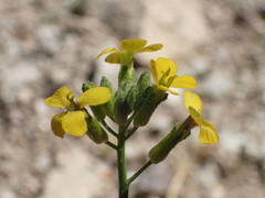 Coincya monensis cheiranthos