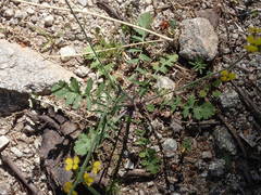 Coincya monensis cheiranthos