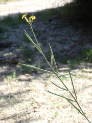 Coincya monensis cheiranthos
