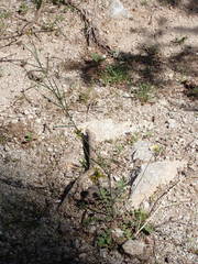 Coincya monensis cheiranthos