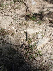 Coincya monensis cheiranthos