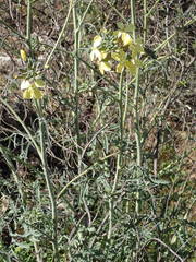 Coincya monensis cheiranthos