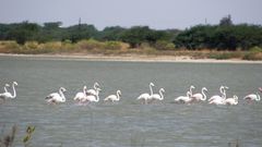 Phoenicopterus roseus