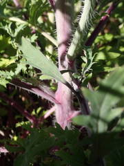 Coincya monensis cheiranthos