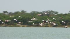 Phoenicopterus roseus