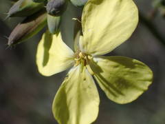 Coincya monensis cheiranthos