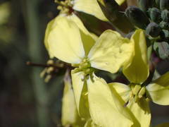 Coincya monensis cheiranthos
