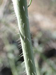 Coincya monensis cheiranthos