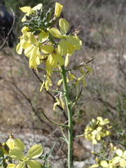Coincya monensis cheiranthos