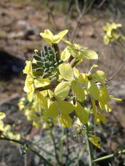 Coincya monensis cheiranthos