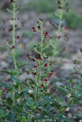 Scrophularia incisa
