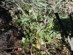 Coincya monensis cheiranthos