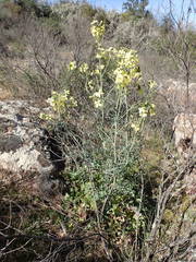 Coincya monensis cheiranthos