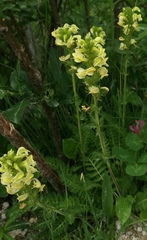 Pedicularis elongata