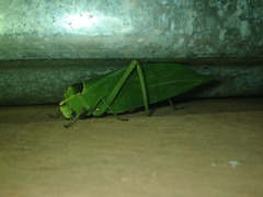 Stilpnochlora incisa