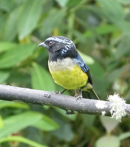 Buff-banded Mountain Tanager (Dubusia taeniata), photo 10