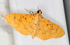 Conogethes