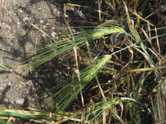Hordeum spontaneum