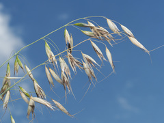 Avena brevis