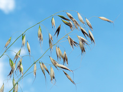 Avena brevis