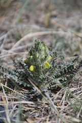 Pedicularis flava