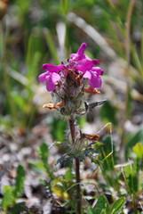 Pedicularis anthemifolia