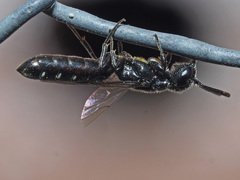 Sapygina decemguttata