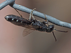 Sapygina decemguttata