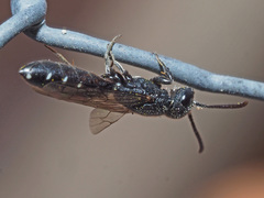 Sapygina decemguttata